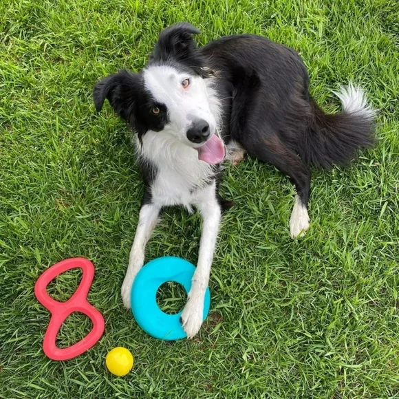 West Paw DOG Toys - Picture 7 of 8